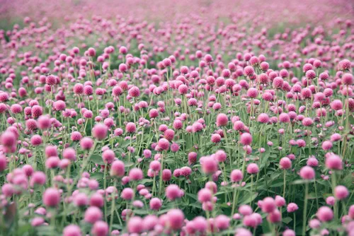 Beautiful Pink Gomphrena globosa